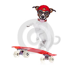Skater boy dog