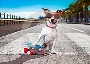 Skater dog on skateboard
