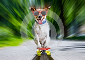 Skater dog on skateboard