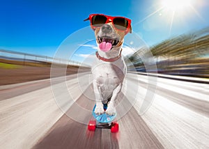 Skater dog on skateboard