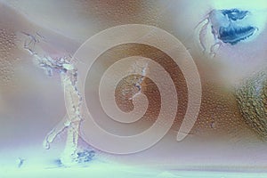 Skating with the Sharks