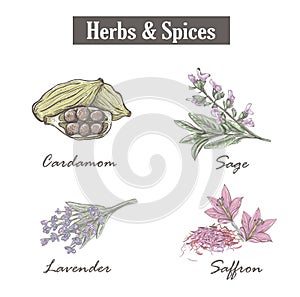 Skech spice and herbs. Set.