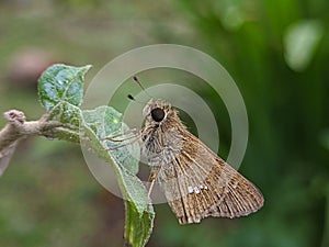 The skeeper butterfly