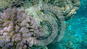 A skein of fishing line hanging from coral. Lost fishing line hang underwater on the coral reef. Problem of ghost gear - any fishi