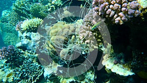 Skein of fishing line hanging from coral. Lost fishing line hang underwater on the coral reef. Problem of ghost gear - any fishing