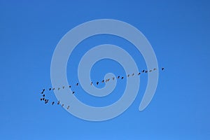 Skein of pink-footed geese in flight  blue sky