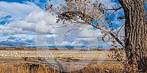 Skein Of Snow Geese