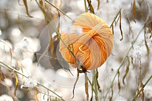 Skein of yarn in the dry fluffy grass