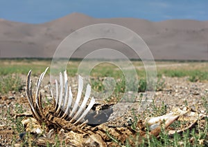 Skelet on desert - mongolia photo