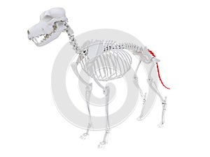 Skeletal anatomy - caudal vertebrae