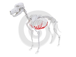 Skeletal anatomy - costal cartilage photo
