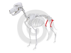 Skeletal anatomy - femur photo