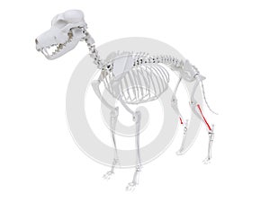 Skeletal anatomy - fibula