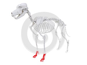 Skeletal anatomy - forefoot photo