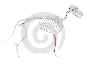 Skeletal anatomy - radius