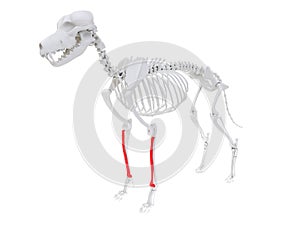 Skeletal anatomy - radius