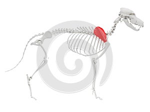 Skeletal anatomy - scapula