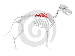 Skeletal anatomy - thoracic spine