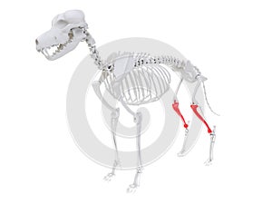 Skeletal anatomy - tibia photo