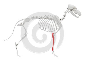 Skeletal anatomy - ulna