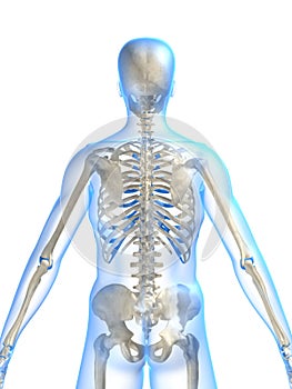Skeletal back