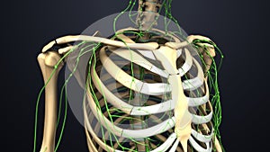 Skeletal bones Ribs with Lymph Nodes