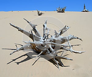 Skeletal carcase of dead tree