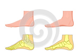 Skeletal and external view of an ankle