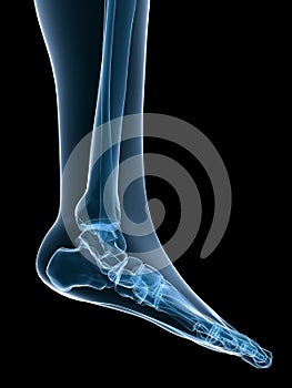 Skeletal foot photo