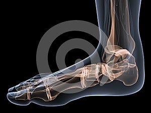 Skeletal foot photo