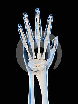 Skeletal hand photo