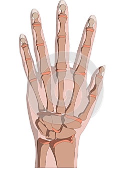 Skeletal hand photo