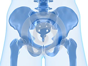 Skeletal hip photo