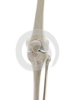 the skeletal knee