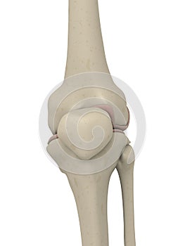 Skeletal knee