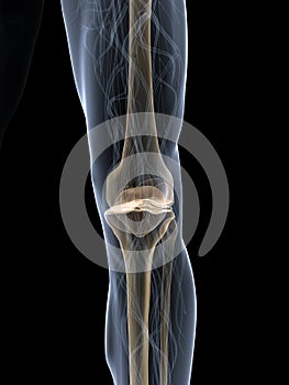 Skeletal knee