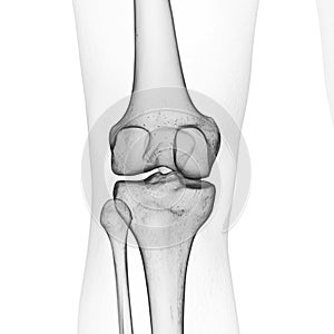 the skeletal knee