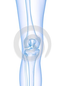 the skeletal knee
