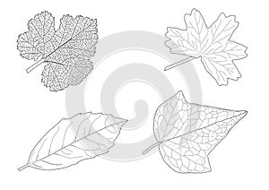 Skeletal Leaves lined design and Black line on white background
