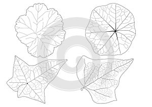 Skeletal Leaves lined design and Black line on white background