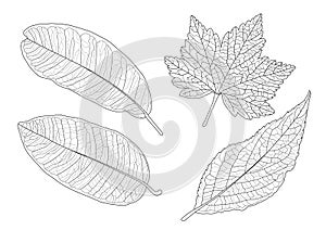 Skeletal  Leaves lined design on white background