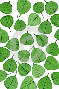 Skeletal leaves on white - background