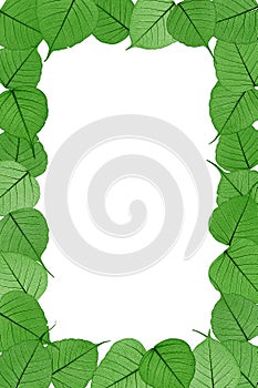 Skeletal leaves on white background - frame