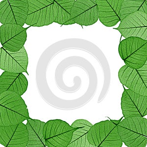 Skeletal leaves on white background - frame