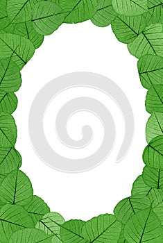 Skeletal leaves on white background - frame