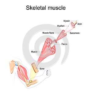 Skeletal Muscle anatomy. structure photo