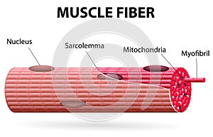 The skeletal muscle fiber