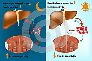 Skeletal muscle and liver metabolism for the regulation of systems glucose homeostasis