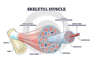 Skeletal muscle structure with anatomical inner layers outline diagram