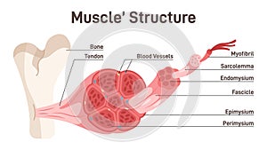 Skeletal muscle structure. Didactic scheme of anatomy of human
